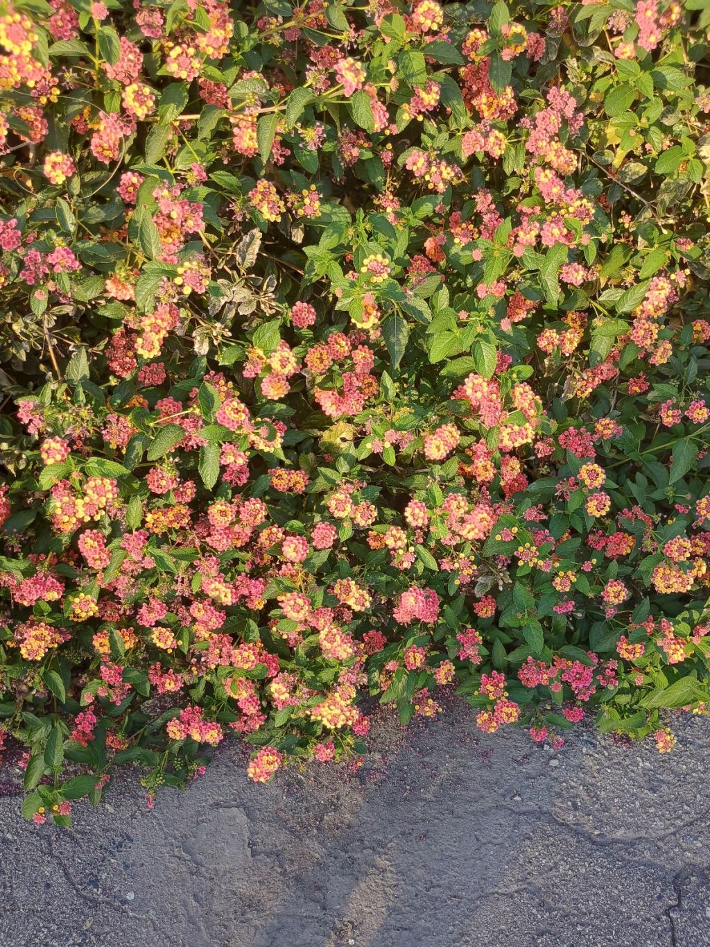 Happy Mother’s Day